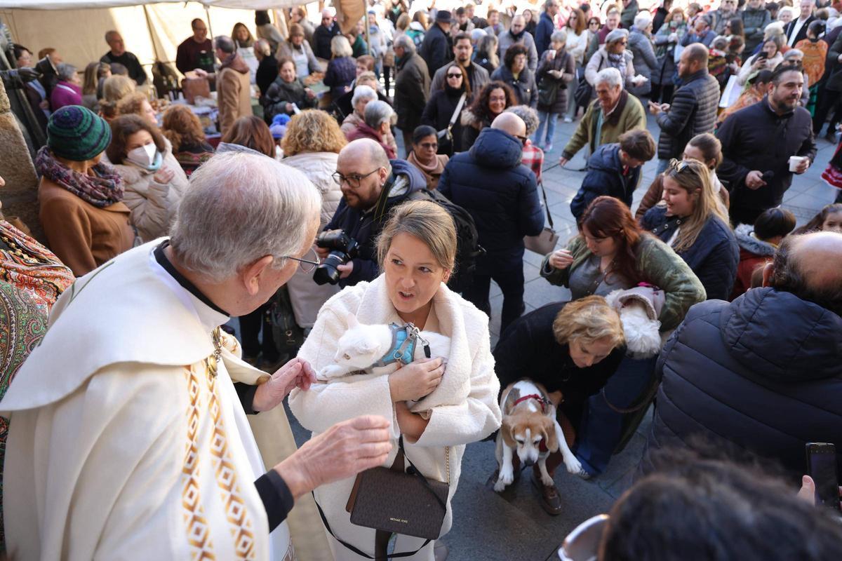 Fotogalería | Así se ha vivido la bendición de las mascotas cacereñas por San Antón