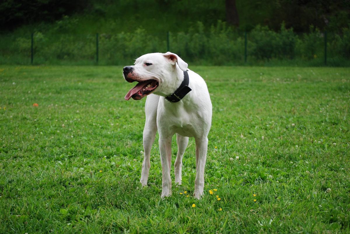 Un dogo argentino, raza catalogada como potencialmente peligrosa.