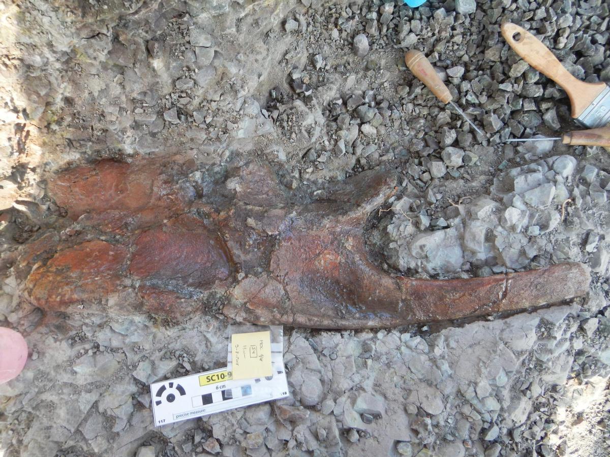 Costillas del dinosaurio ornitópodo de Estercuel en el yacimiento antes de ser extraído.