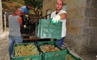 "Muy buena" ha sido la calidad que tuvieron los vinos de la vendimia de 2023 en Rías Baixas