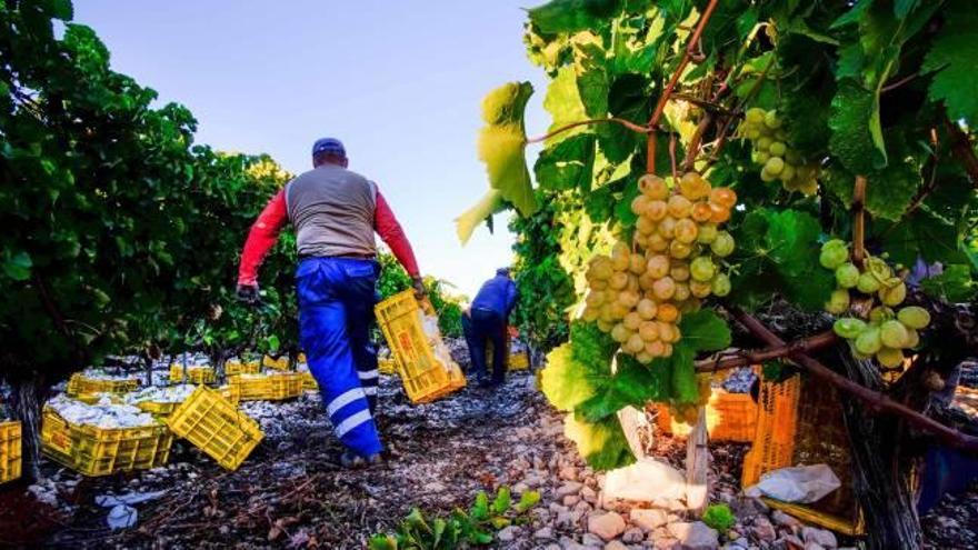 Los alcaldes del Valle de las Uvas piden ayudas al caer la cosecha