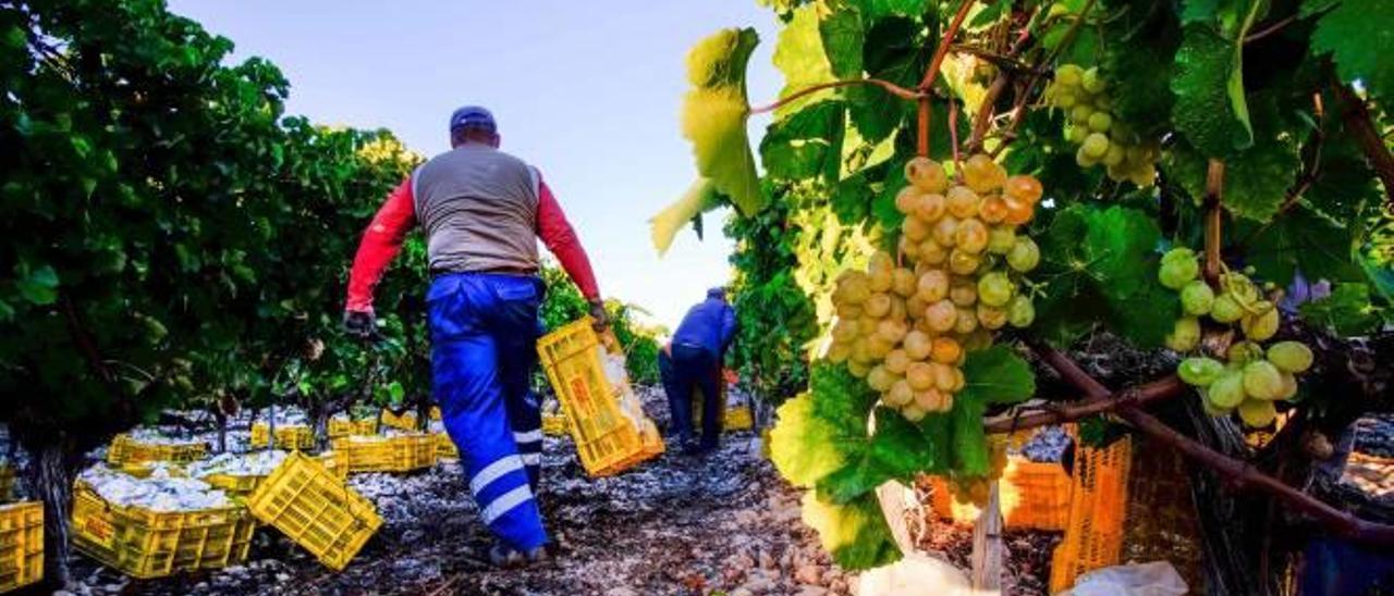 La recolección de las uvas de la Nochevieja.