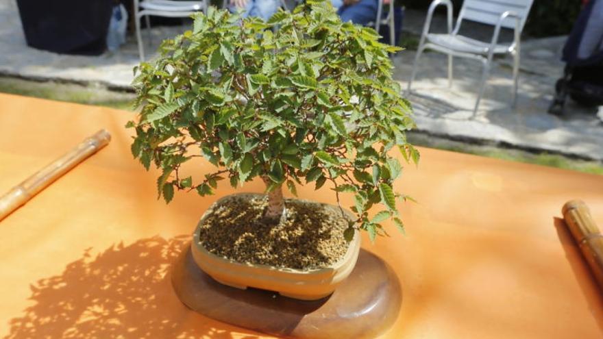 Una imagen de un bonsáis de una exposición anterior