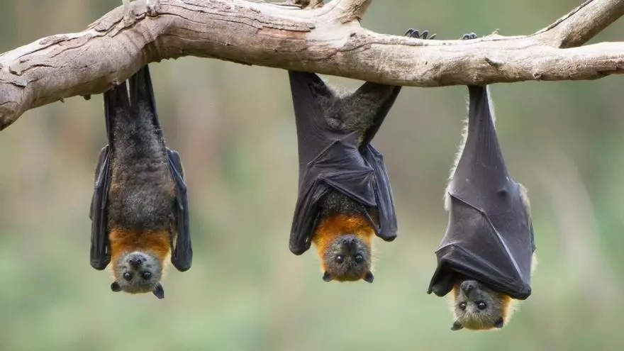 El murciélago más grande de Europa puede cazar y consumir aves en pleno vuelo