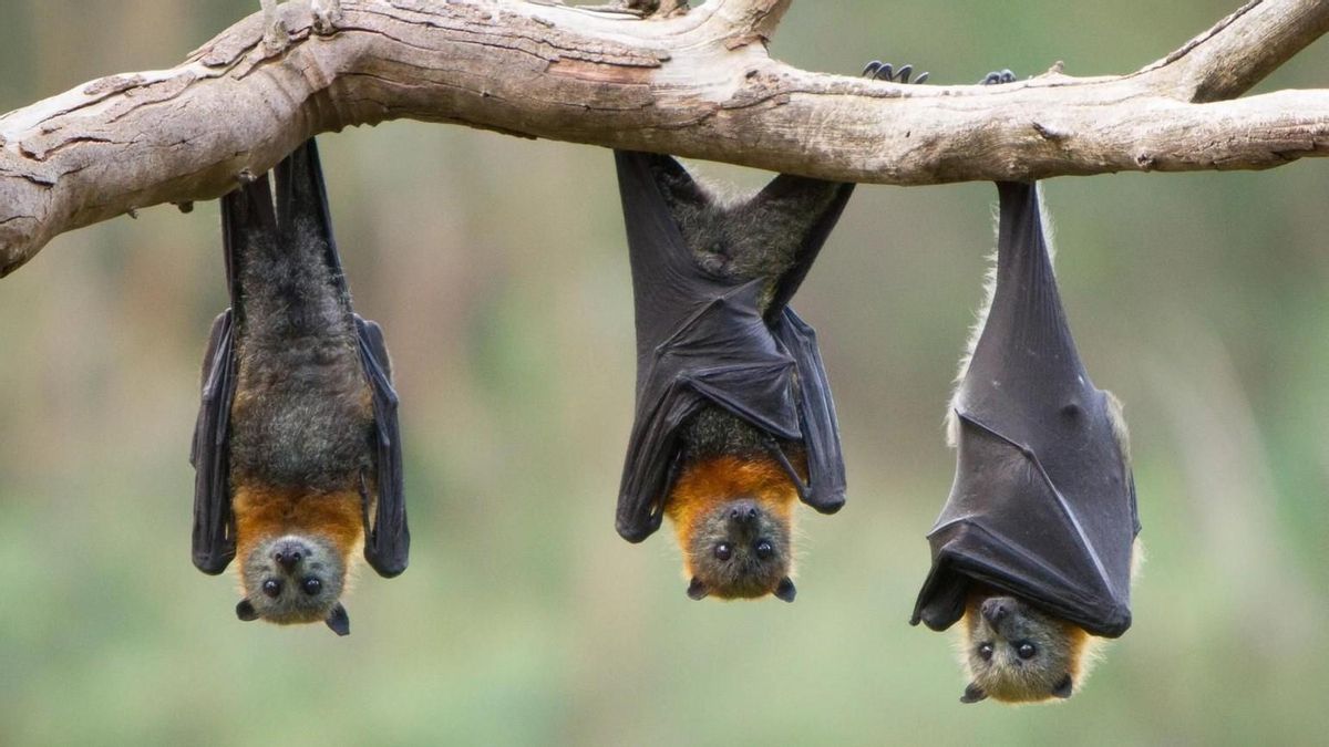El murciélago más grande de Europa cazando aves en pleno vuelo: así lo han documentado en Doñana