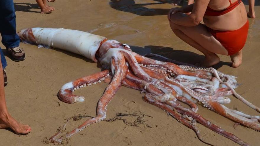 Un calamar gigante revoluciona una playa en Asturias