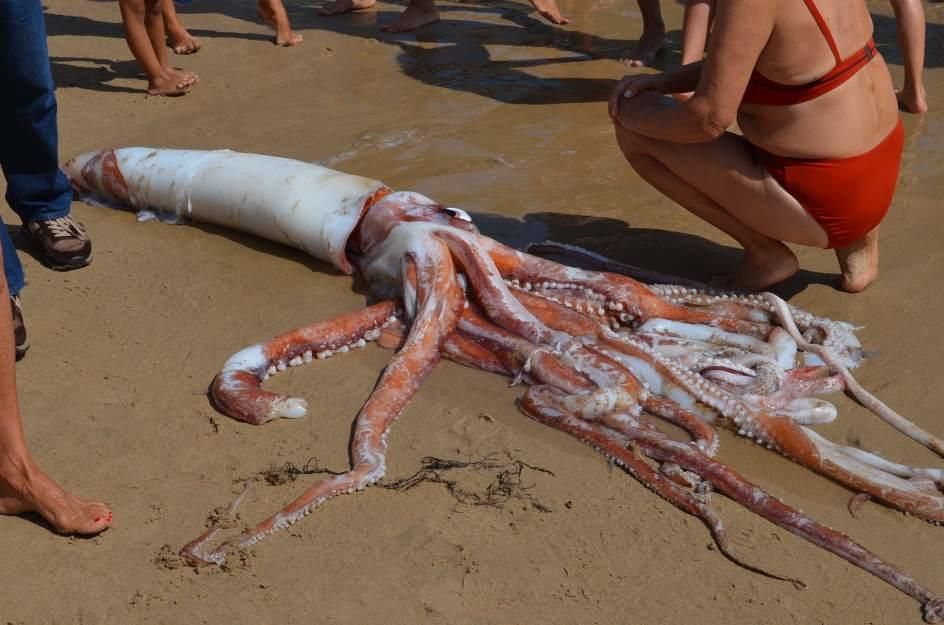 Un calamar gigante en una playa en Asturias