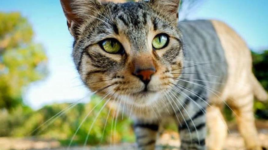 Petrer controlará las colonias de gatos callejeros