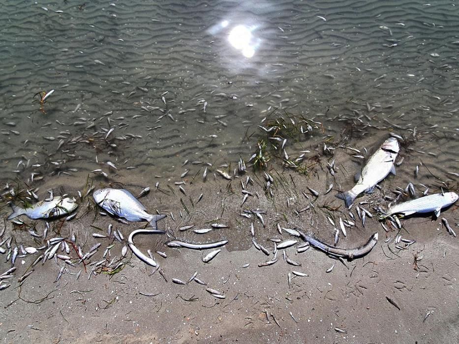 Mar Menor, una laguna sin vida