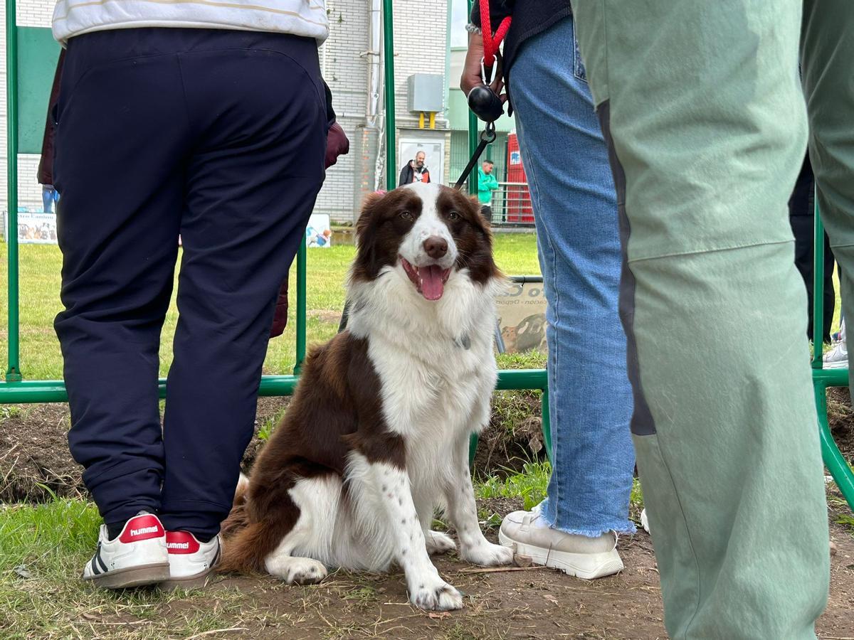 EN IMÁGENES: Así fue el certamen canino "Canstrillón" de Piedras Blancas por San Isidro