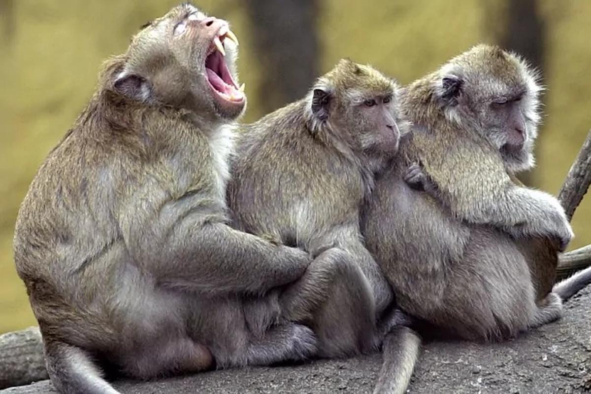 Un grupo de macacos.