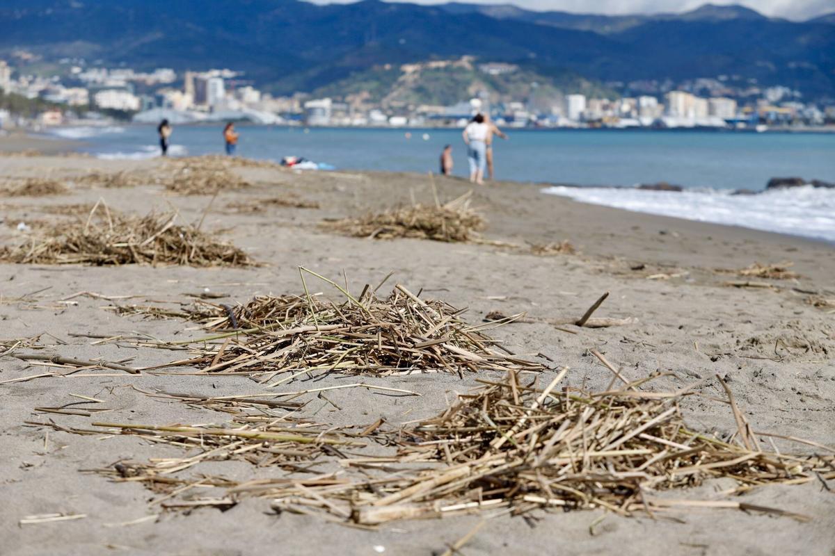 MLG 9-02-2026.-Cientos de cañas en las playas de la capital tras el temporal de estos días atrás