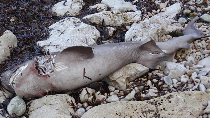 Aparece un tiburón muerto en la Cala Blanca de Xàbia