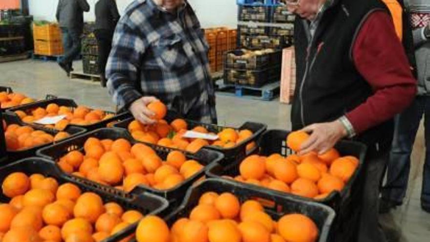 Mercado mayorista hortofrutícola en la Vega Baja.