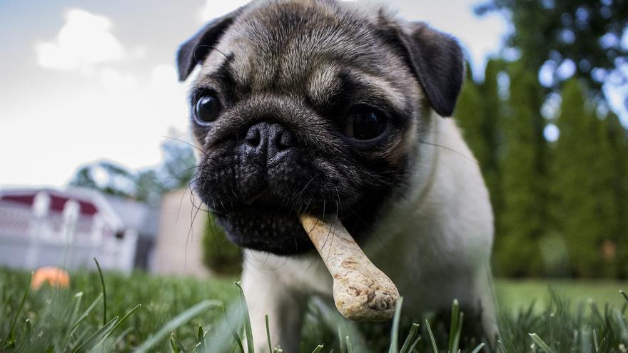 GATO | Alimentos prohibidos para perros y gatos: lo que nunca deben comer