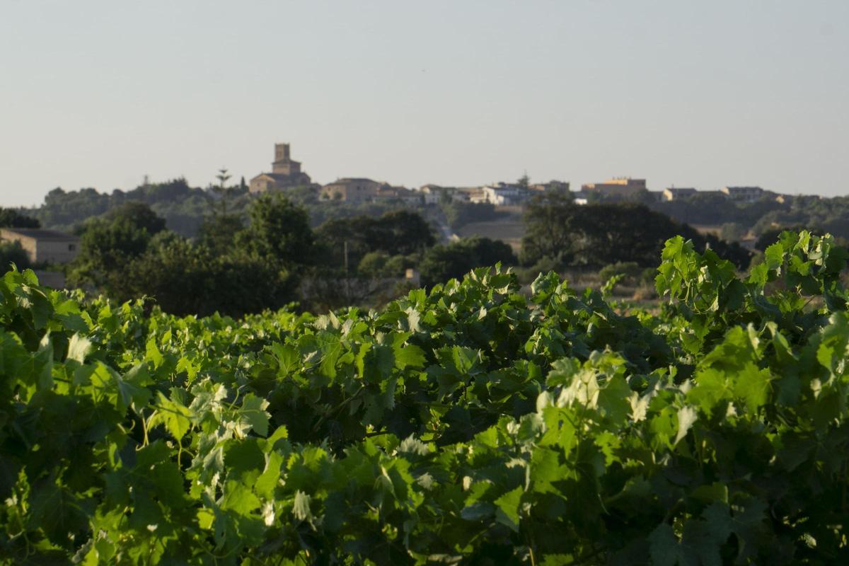 Das mediterrane Klima, die Nähe zum Meer und die für Mallorca typische Meeresbrise „Embat“ prägen die Weinberge und damit auch die Weine.