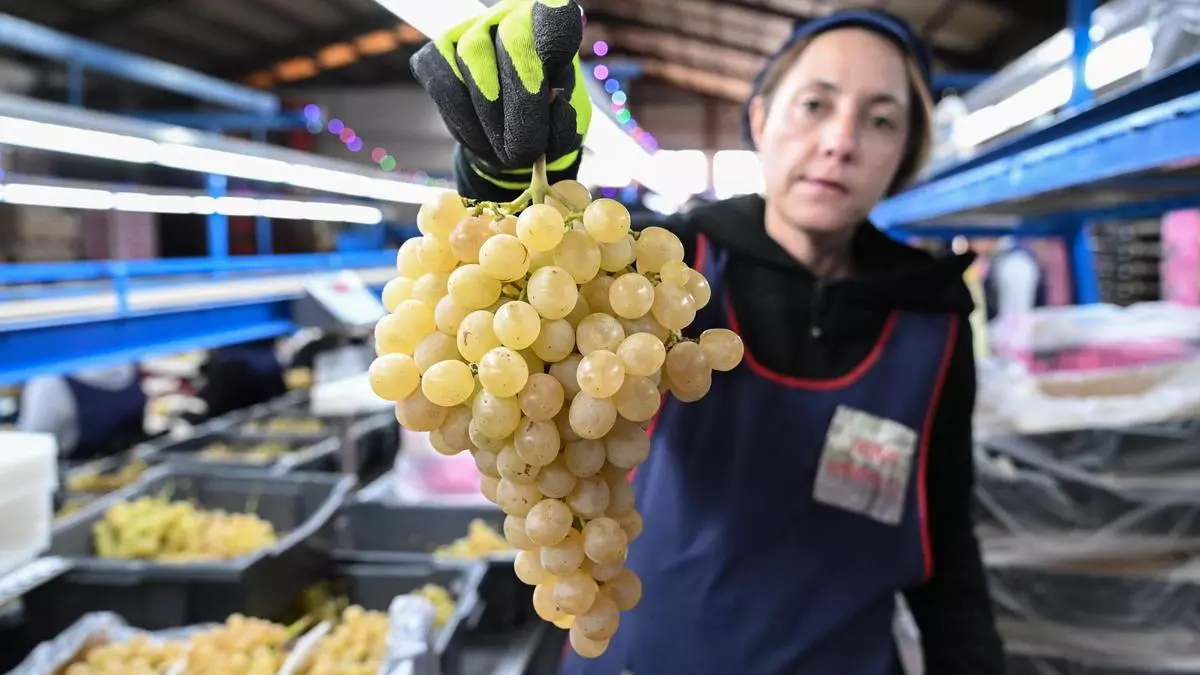 Uva embolsada del Vinalopó desde Aspe para toda España en Nochevieja
