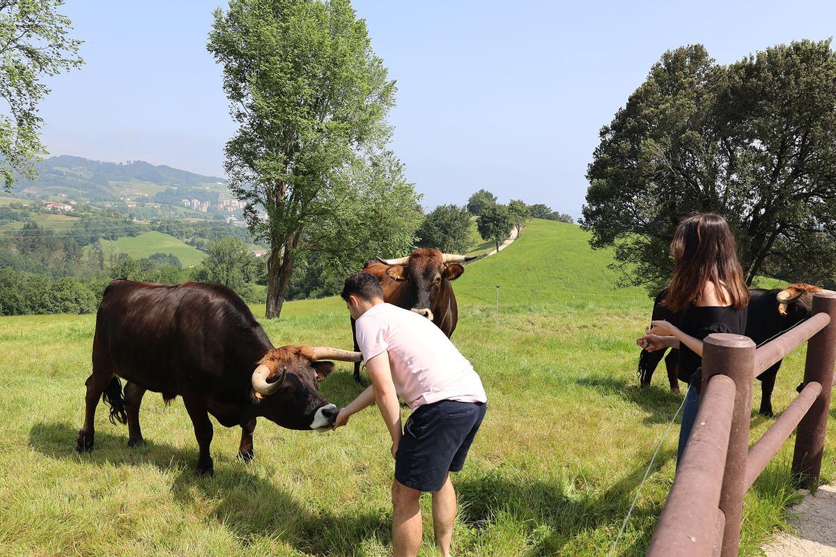 Las vacas de razas autóctonas recuperadas de Okelan