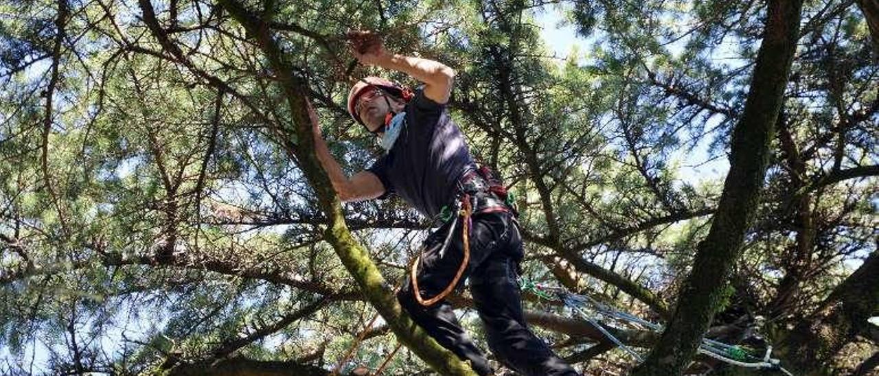 Un especialista en podas en altura trabaja en un árbol. // G. Santos