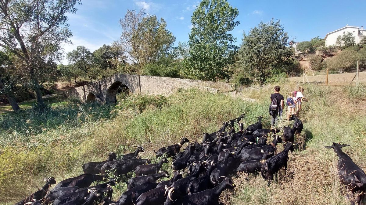 El ramat de cabres arribant al Bages, l'any passat