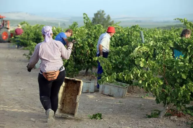 Montilla-Moriles abre una de las vendimias más tempranas de la Europa continental