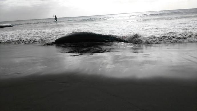 Un cachalote aparece muerto en la playa de Melenara