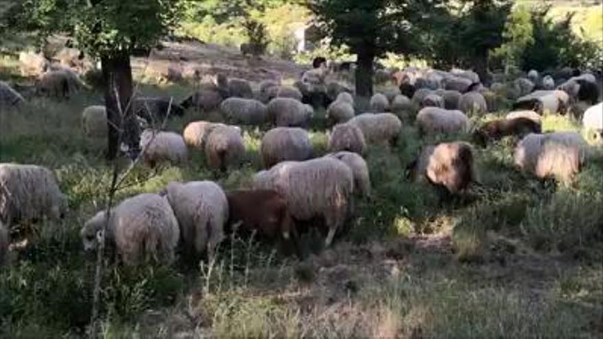 Las Ovejas Bombero, en las Medianías de Gran Canaria