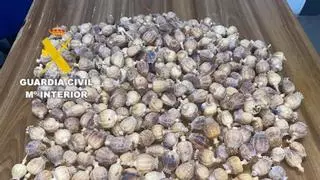 Detenidos dos hombres en Benicàssim con más de un kilo de cápsulas de amapola adormidera