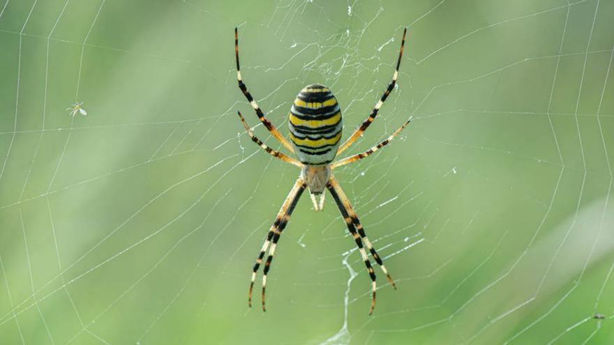 ‘Argiope brueninichi’, fotografiada en Sant Rafel.