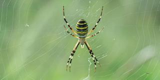 Cuatro de las cinco grandes arañas presentes en España se encuentran en Ibiza y Formentera