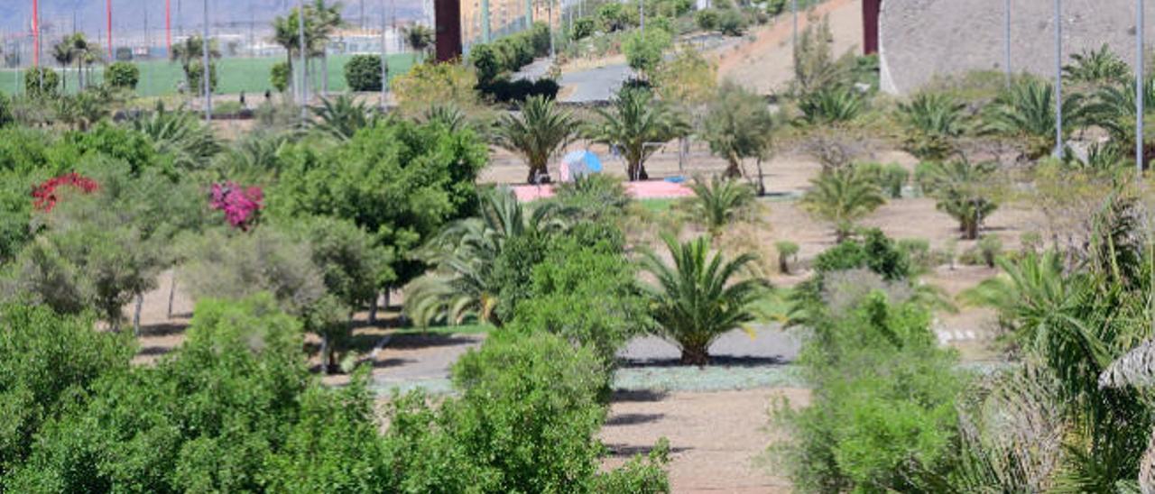 Imagen del palmeral y los jardines del barranco de La Ballena.