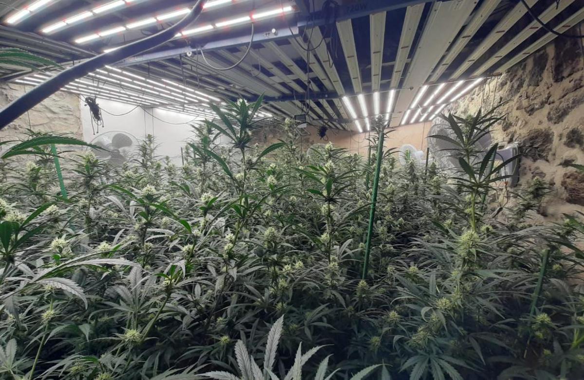 La plantació de marihuana localitzada a l'interior d'una masia de Castellolí
