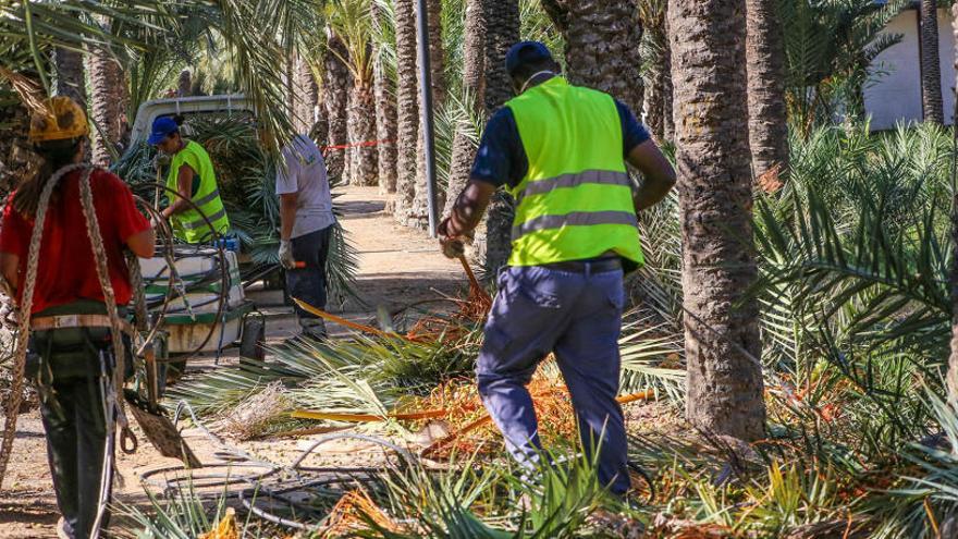 Limpieza de El Palmeral de Orihuela en una imagen de archivo