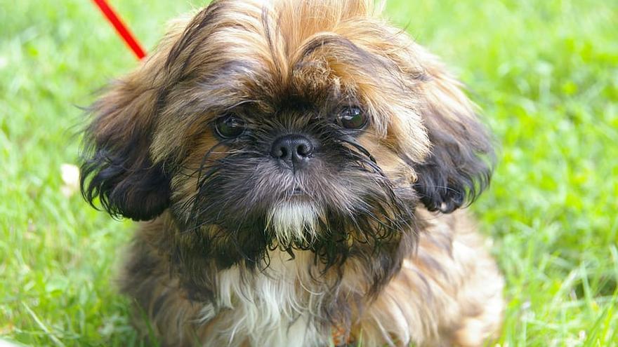 El Shi Tzu es una de las raza de perros pequeños más populares