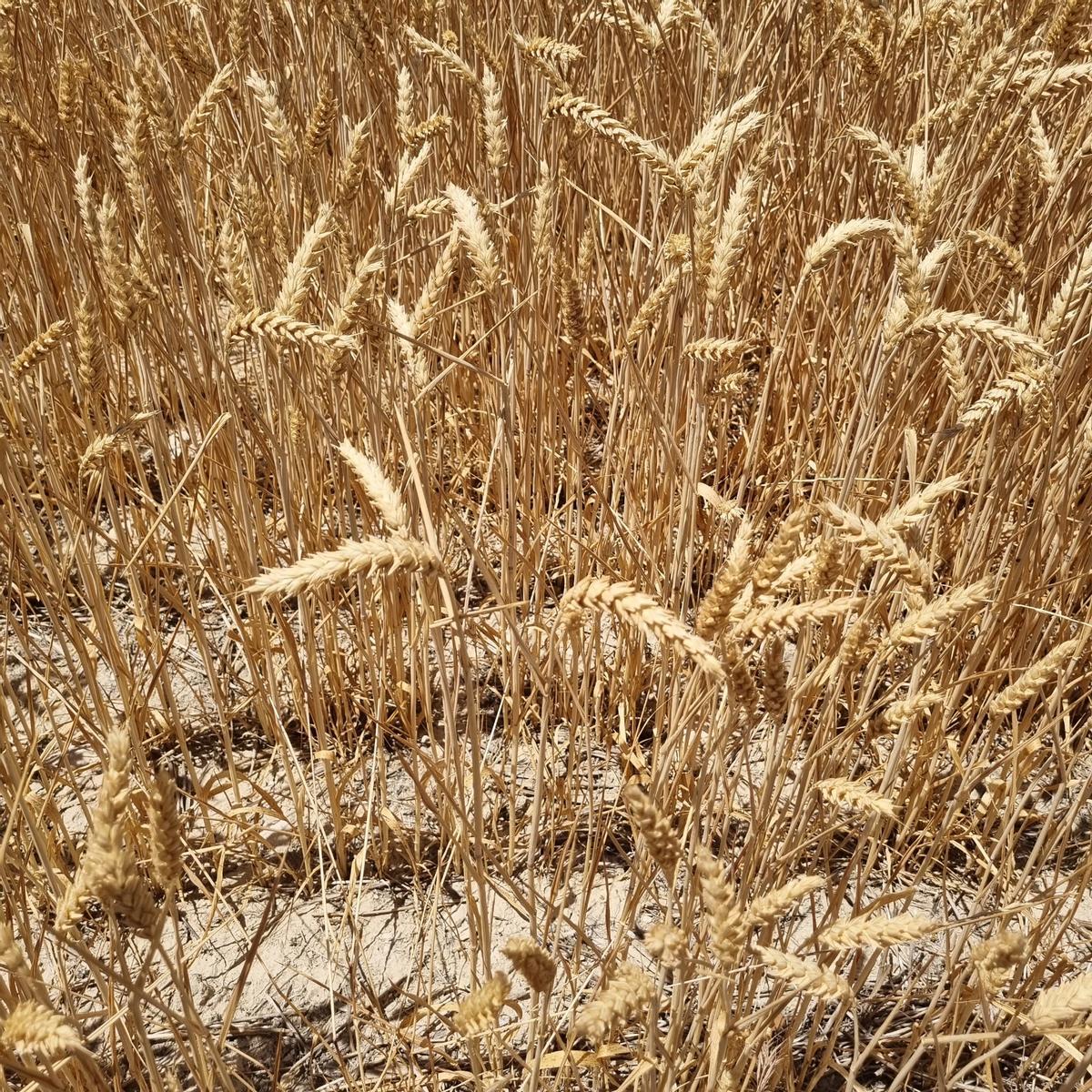 sequía herbáceos