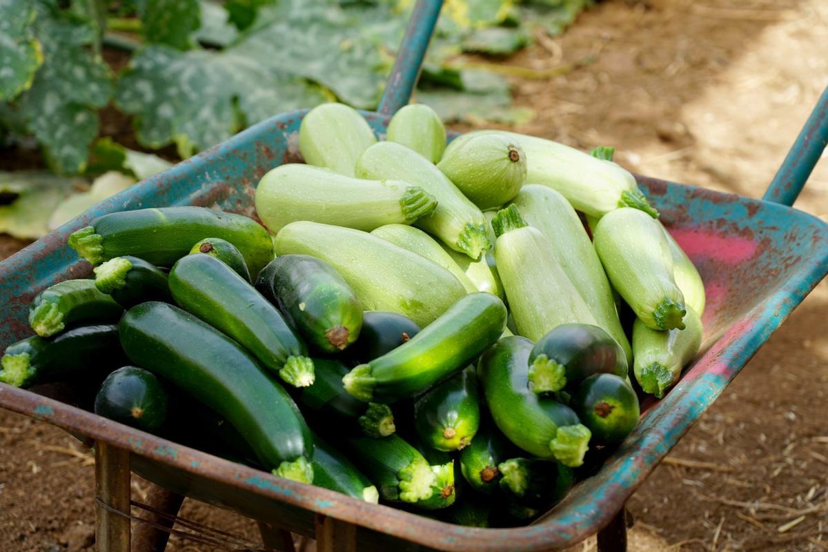 La agricultura ecológica en Canarias
