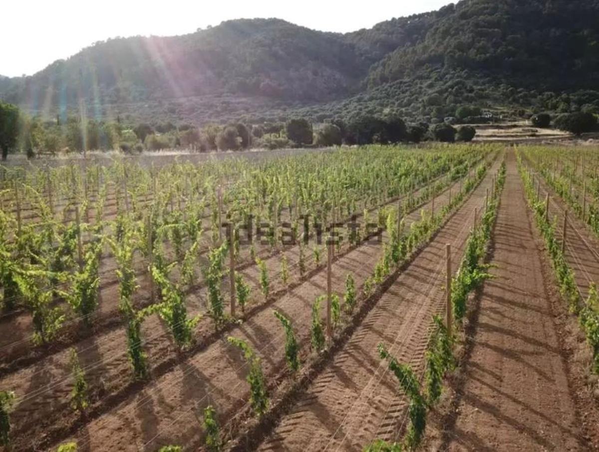 Der Weinberg auf dem Anwesen.
