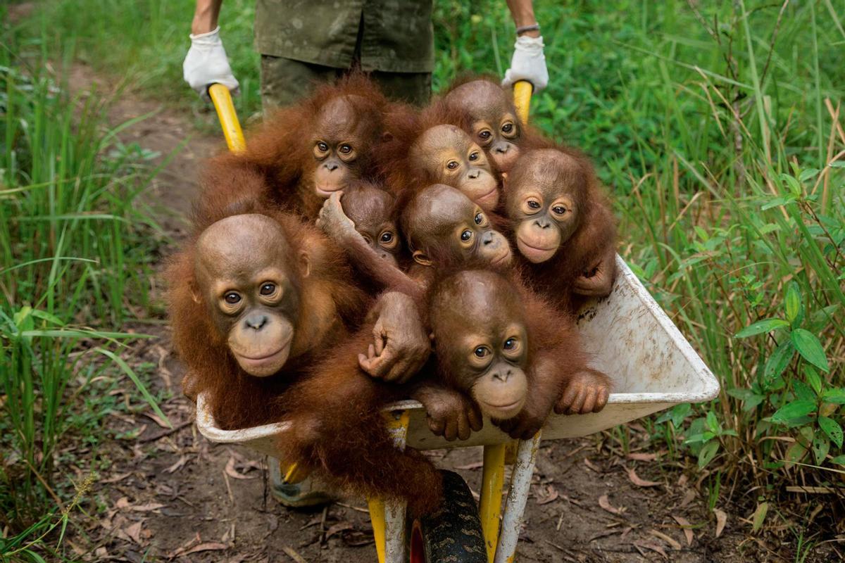 Crías de orangután huérfanas en el centro de recuperación International Animal Rescue.