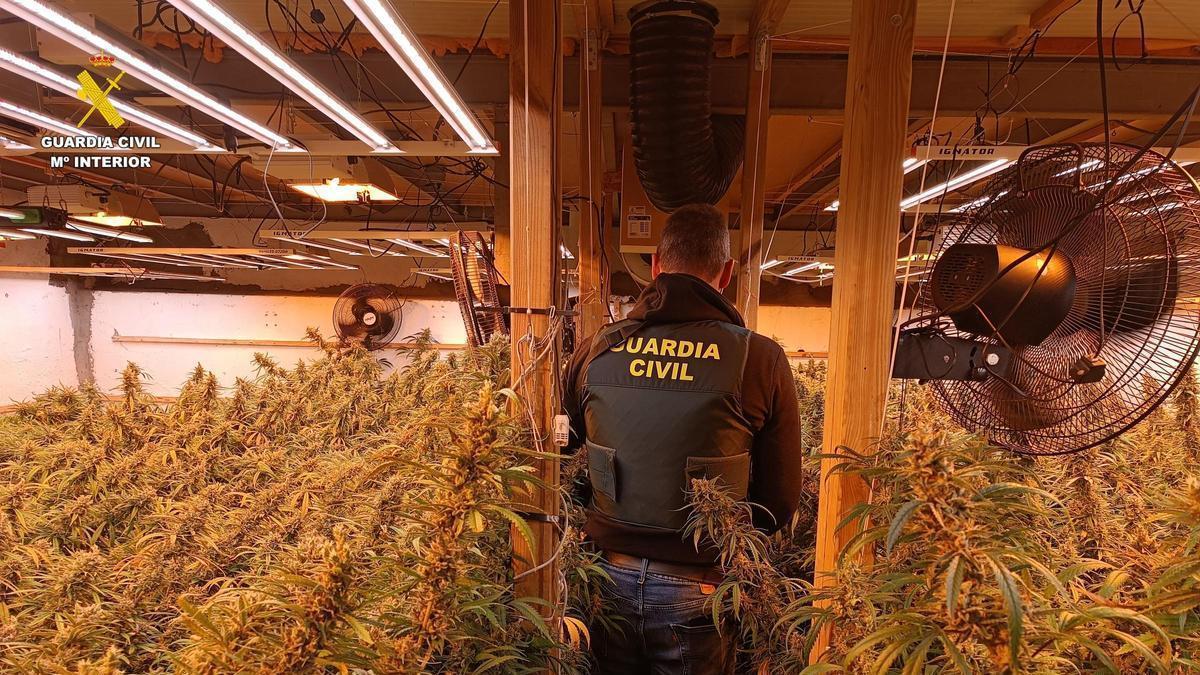 Imagen de la plantación de marihuana localizada en Ontinyent