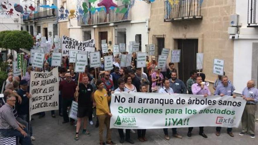 Quinientas personas cargan en Benissa contra el Consell por la «erradicación» de almendros