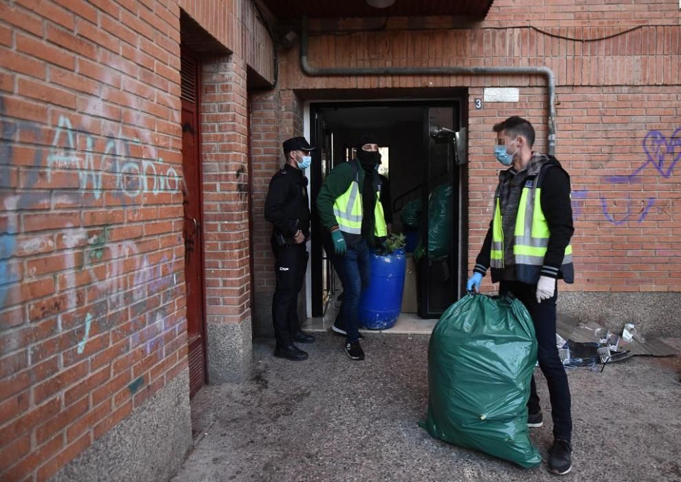 Hallan 300 plantas de marihuana en una casa del barrio del Infante de Murcia