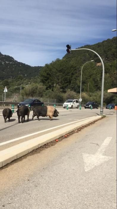 Sorpresa por unos cerdos que deambulaban cerca del túnel de Sóller