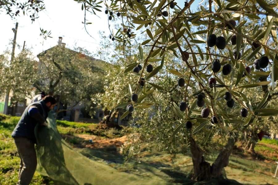 Recogida de aceituna en Fermoselle