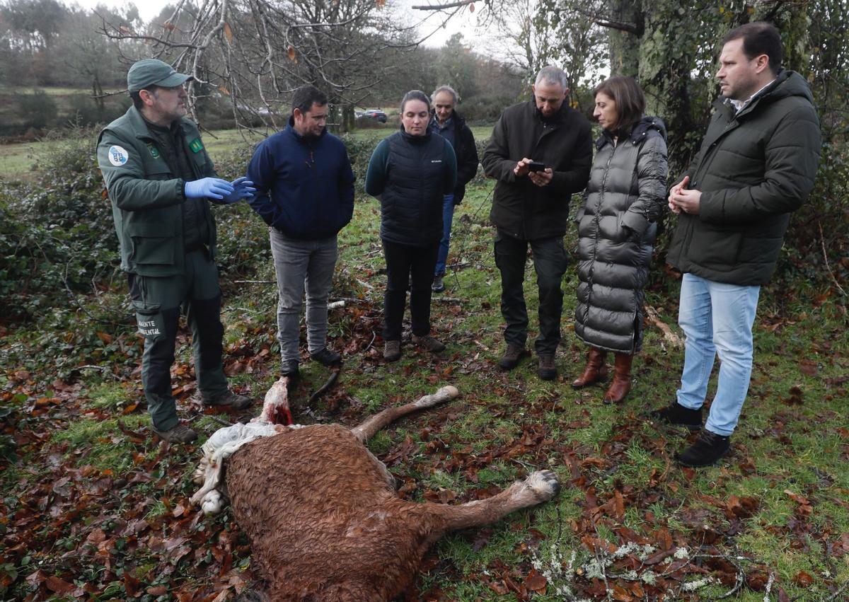 La conselleira junto a un caballo muerto, esta mañana.