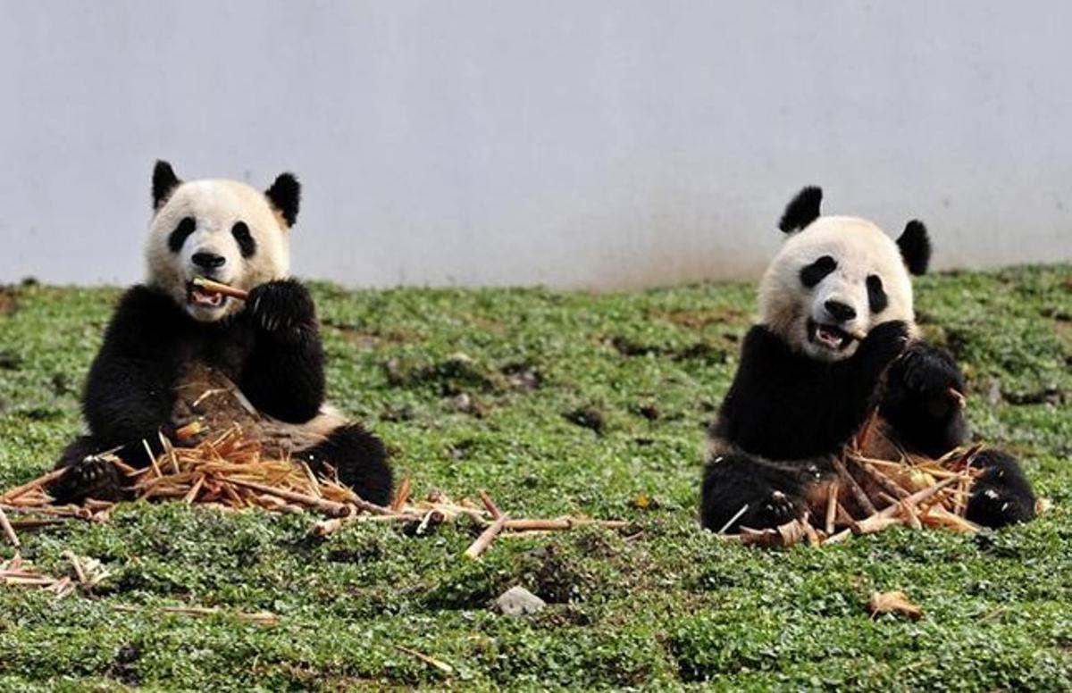 Dos pandas gegants mengen bambú al Centre d’Investigació i Conservació de Wolong, a la província xinesa de Sichuan.