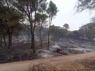 El Infoca combate un grave incendio forestal en Rute