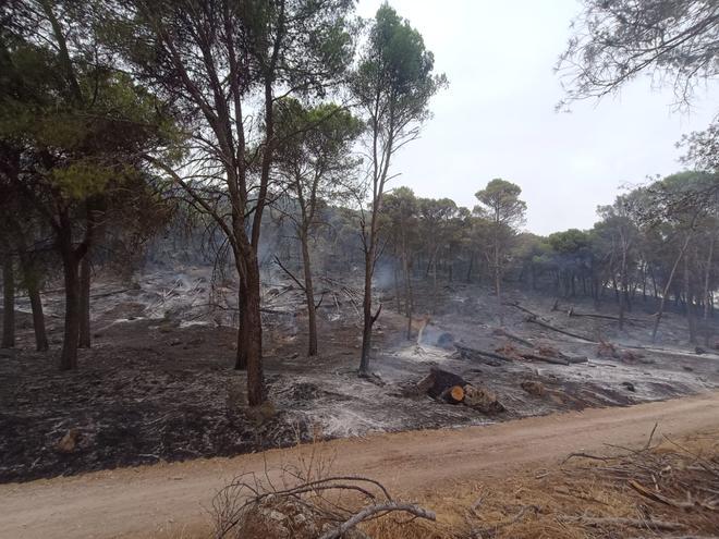 El Infoca combate un grave incendio forestal en Rute