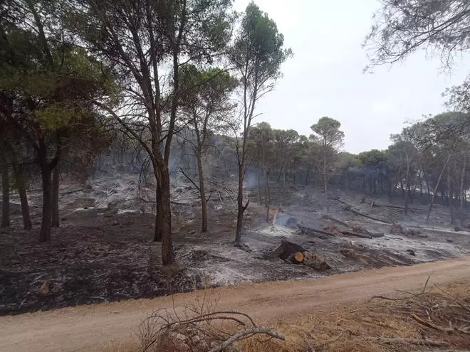 El Infoca combate un grave incendio forestal en Rute