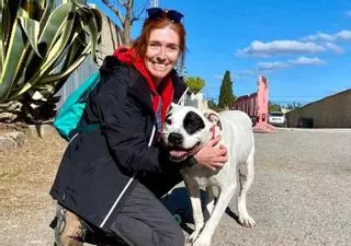 Buscan casa de acogida en Ibiza para un perro con artrosis