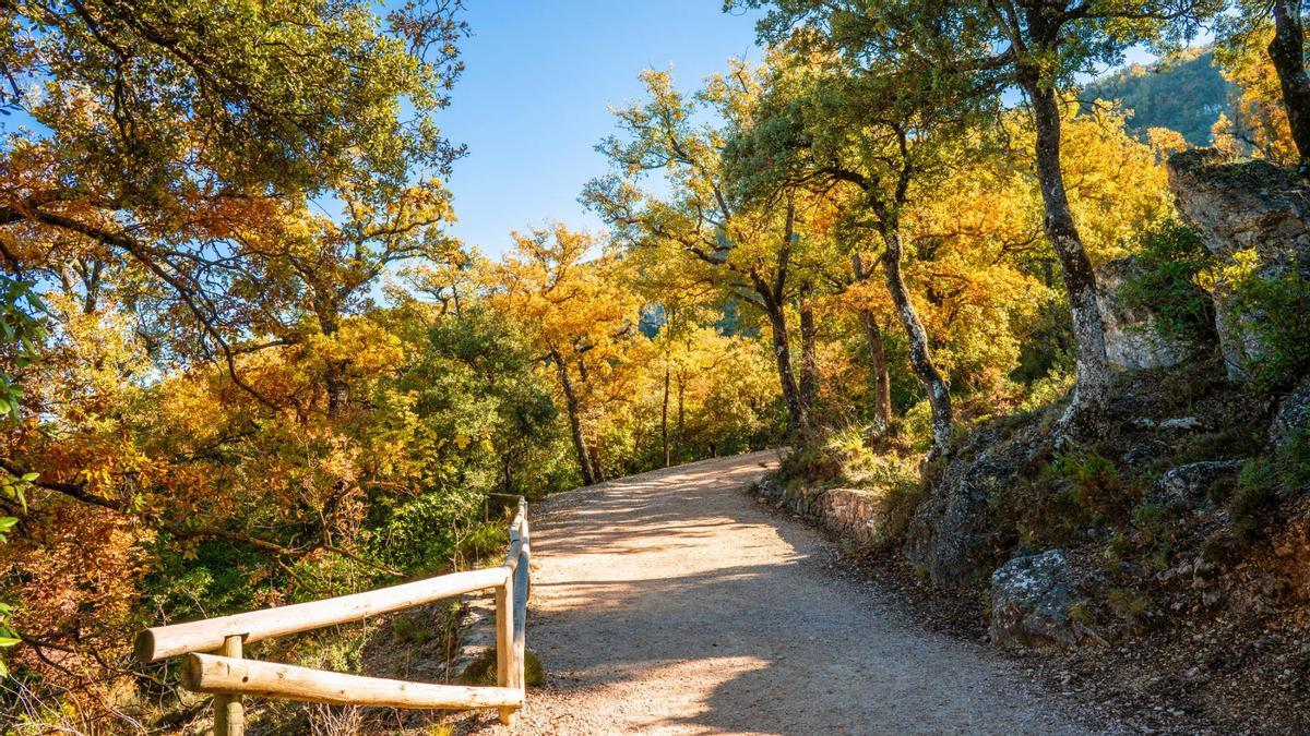 Los espectaculares bosques de encinas en el otoño de la comarca de l'Alcoià